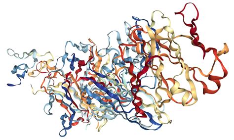 Lymphotoxin beta .
